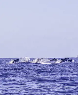 Beobachte Wale und Delfine im offenen Meer